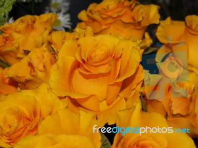 Orange Roses Stock Photo