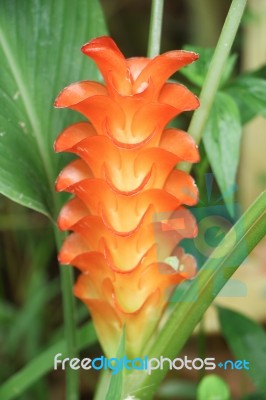 Orange  Siam Tulip Flower Or Curcuma Flower Stock Photo