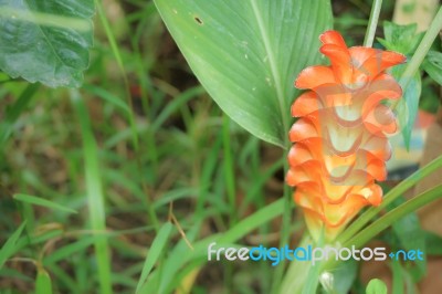 Orange  Siam Tulip Flower Or Curcuma Flower Stock Photo