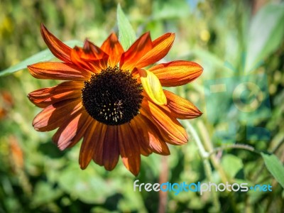 Orange Sunflower In An English Country Garden Stock Photo