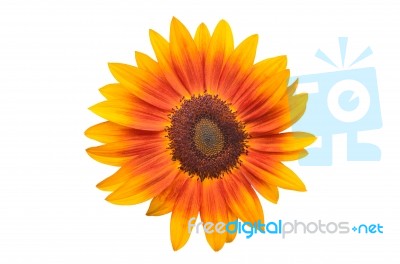 Orange Sunflower Isolated On White Stock Photo