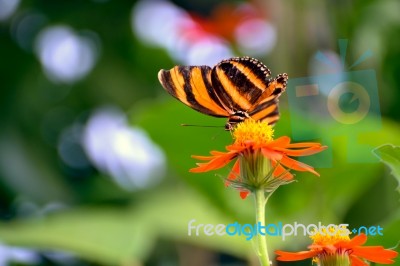 Orange Tiger Butterfly  (dryadula Phaetusa) Stock Photo