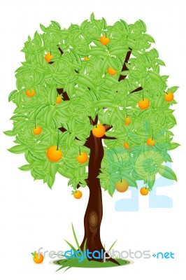 Orange Tree Stock Image