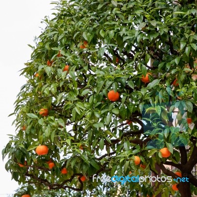 Orange Tree Growing In The South Of France Stock Photo