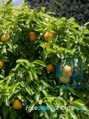 Orange Tree In The Alhambra Palace Gardens Stock Photo