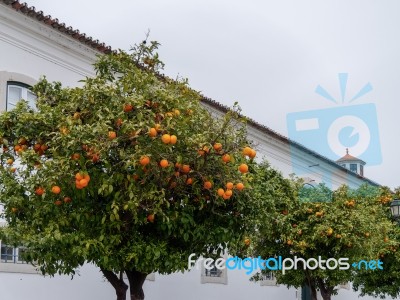 Orange Trees Fruiting In Faro Stock Photo