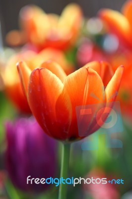 Orange Tulip Stock Photo