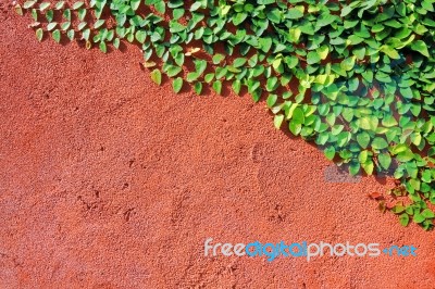 Orange Wall Texture And Green Plant Stock Photo