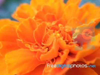 Orange Wildflower Stock Photo