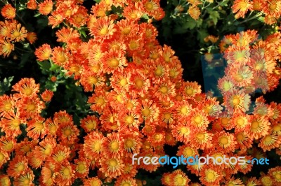 Orange With Yellow Pollen Chrysanthemum Flowers Stock Photo