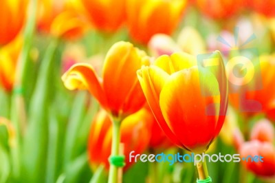 Orange Yellow Tulip In Garden Stock Photo