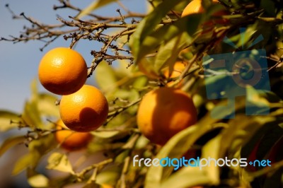 Oranges Stock Photo