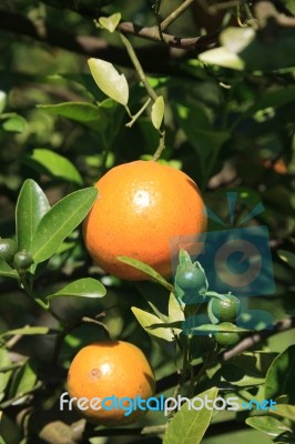 Oranges Hanging On Tree Stock Photo