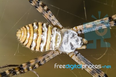 Orb-weaving Spider (argiope Bruennichi) Stock Photo