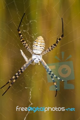 Orb-weaving Spider (argiope Bruennichi) Stock Photo