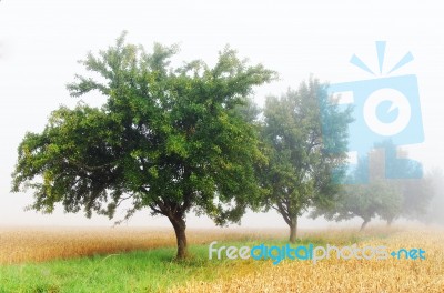 Orchard In The Mist Stock Photo