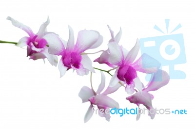 Orchid Stock Photo