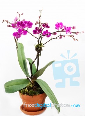 Orchid Stock Photo