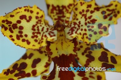 Orchid Stock Photo