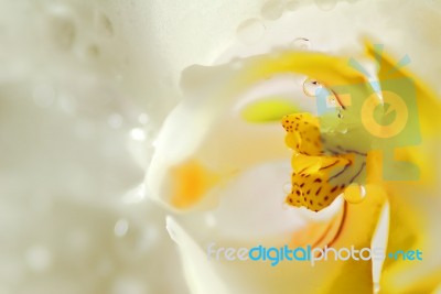 Orchid Stock Photo