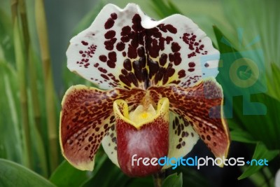 Orchid Stock Photo