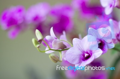 
Orchid Stock Photo