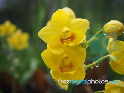 Orchid Stock Photo