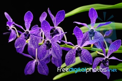 Orchid Stock Photo