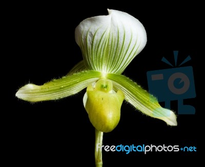 Orchid Stock Photo