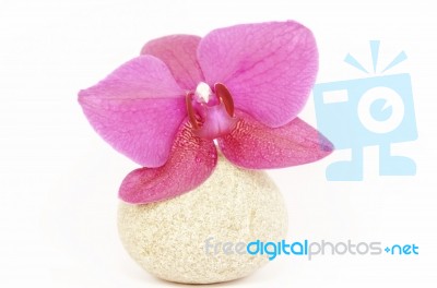 Orchid Stock Photo