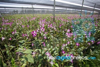 Orchid Farm Stock Photo