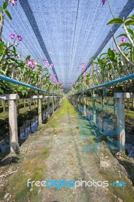 Orchid Farm Stock Photo