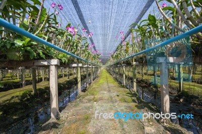 Orchid Farm Stock Photo