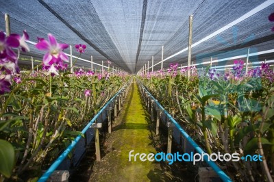 Orchid Farm Stock Photo