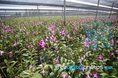 Orchid Farm Stock Photo