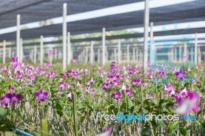 Orchid Farm Stock Photo