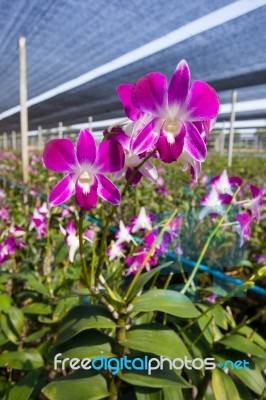 Orchid Farm Stock Photo