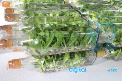 Orchid Flasks Tissue Culture Stock Photo