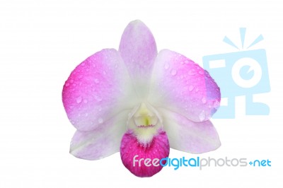 Orchid Flower Stock Photo
