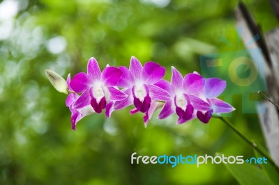 Orchid Flower Stock Photo