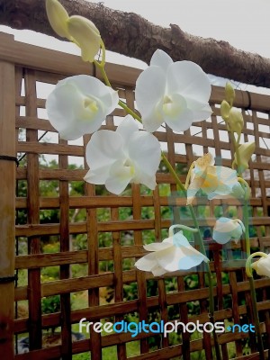 Orchid  Flower And Bamboo Net Stock Photo