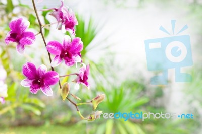 Orchid Flower Bouquet In Garden Stock Photo