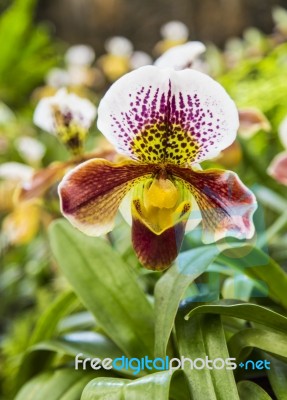 Orchid Flower In The Garden, Thailand Stock Photo