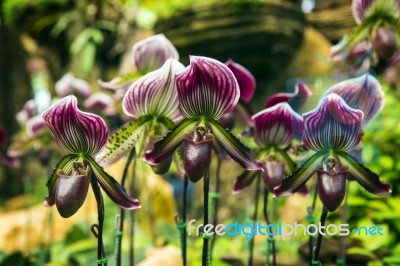 Orchid Flower In The Garden, Thailand Stock Photo