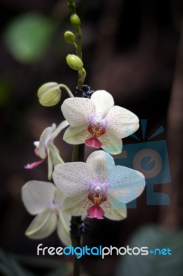 Orchid Flowering In Tenerife Stock Photo