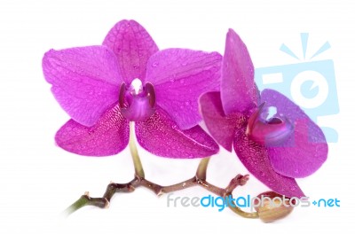 Orchid Flowers Stock Photo