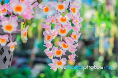 Orchid Flowers In The Garden Stock Photo