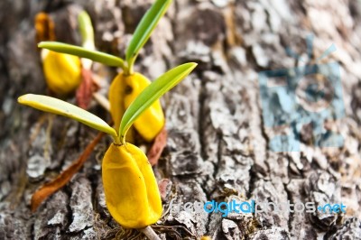 Orchid Growing On Tree Stock Photo