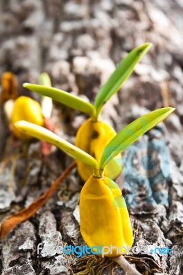 Orchid Growing On Tree Stock Photo