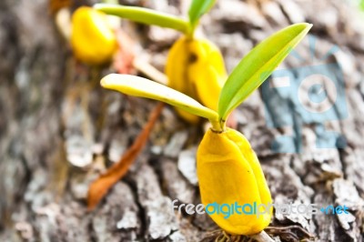 Orchid Growing On Tree Stock Photo